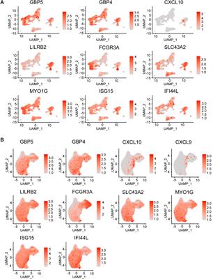 The proportion of C1q-high and ISG15-high monocytes in the skin of patients with Behçet disease